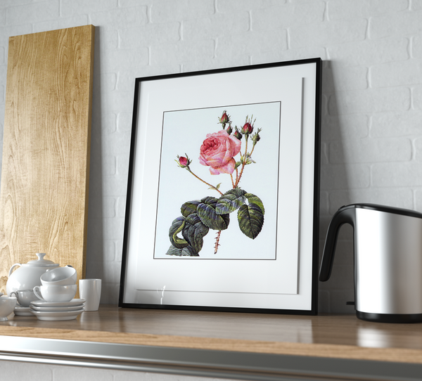 Pierre-Joseph Redouté Cabbage Rose 2 Print
