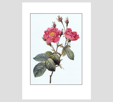 Pierre-Joseph Redouté Cabbage Rose Print