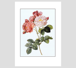 Pierre-Joseph Redouté Damask Rose Print