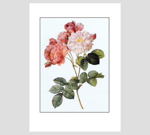 Pierre-Joseph Redouté Damask Rose Print