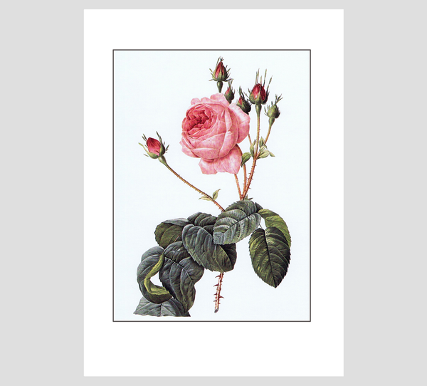 Pierre-Joseph Redouté Cabbage Rose 2 Print