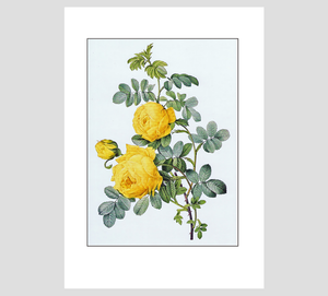 Pierre-Joseph Redouté Scotch Rose Print