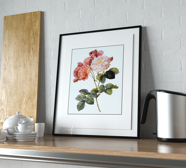Pierre-Joseph Redouté Damask Rose Print
