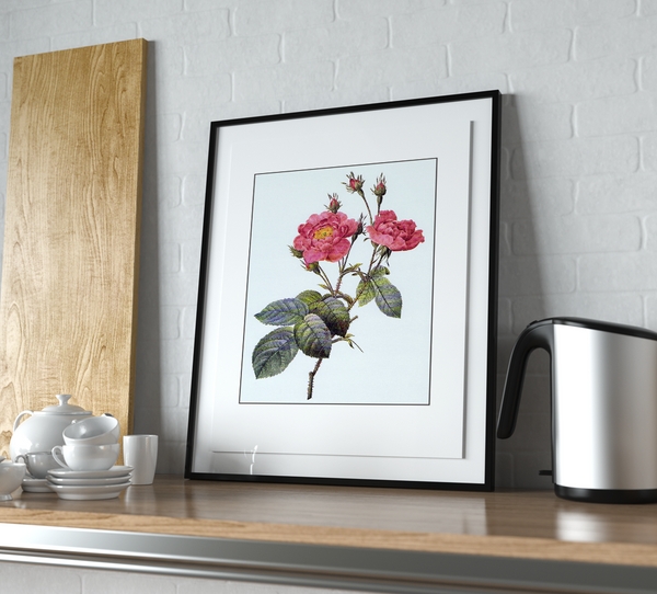 Pierre-Joseph Redouté Cabbage Rose Print