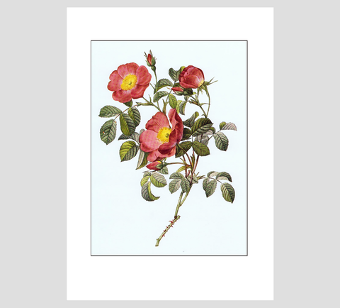 Pierre-Joseph Redouté French Rose Print